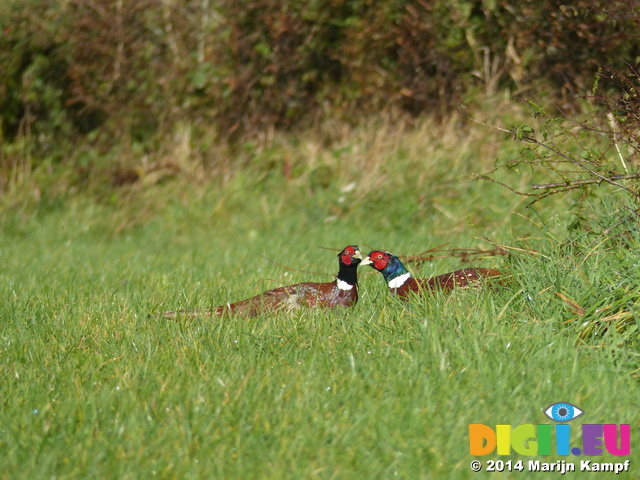 FZ009262 Two male common Pheasants (Phasisnus colchicus) in field